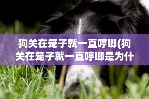 狗關在籠子就一直哼唧(狗關在籠子就一直哼唧是為什么)