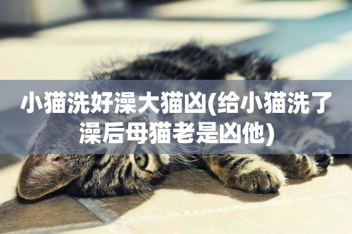 小貓洗好澡大貓兇(給小貓洗了澡后母貓老是兇他)