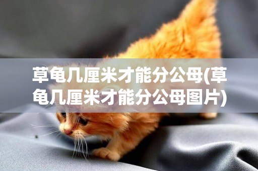 草龜幾厘米才能分公母(草龜幾厘米才能分公母圖片)