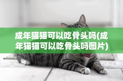 成年貓貓可以吃骨頭嗎(成年貓貓可以吃骨頭嗎圖片)