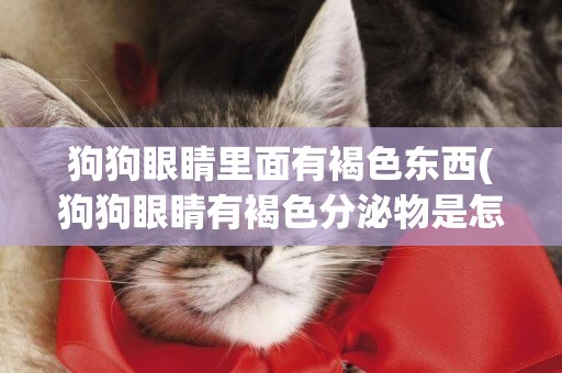 狗狗眼睛里面有褐色東西(狗狗眼睛有褐色分泌物是怎么回事)