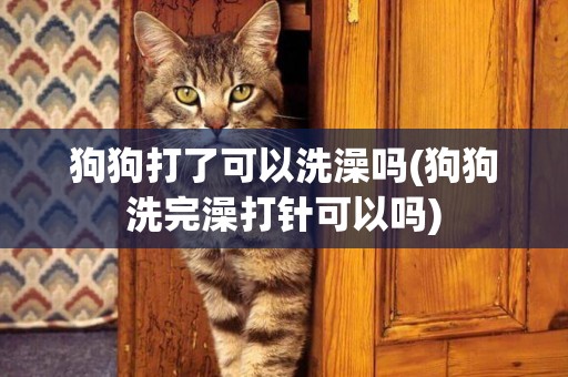 狗狗打了可以洗澡嗎(狗狗洗完澡打針可以嗎)