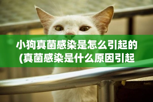 小狗真菌感染是怎么引起的(真菌感染是什么原因引起的狗狗)