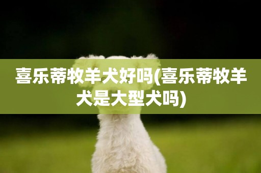 喜樂蒂牧羊犬好嗎(喜樂蒂牧羊犬是大型犬嗎)