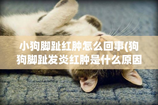 小狗腳趾紅腫怎么回事(狗狗腳趾發炎紅腫是什么原因)
