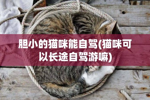 膽小的貓咪能自駕(貓咪可以長途自駕游嘛)