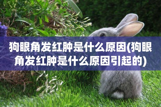 狗眼角發紅腫是什么原因(狗眼角發紅腫是什么原因引起的)