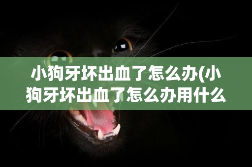 小狗牙壞出血了怎么辦(小狗牙壞出血了怎么辦用什么藥)