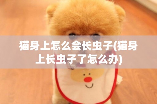 貓身上怎么會長蟲子(貓身上長蟲子了怎么辦)