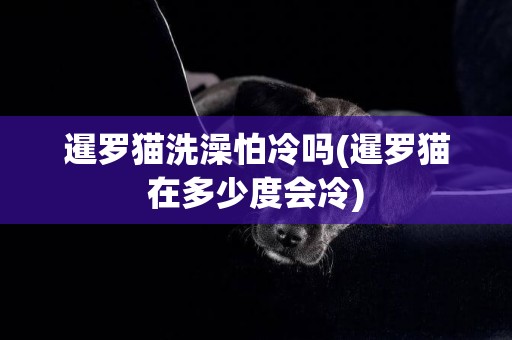 暹羅貓洗澡怕冷嗎(暹羅貓在多少度會冷)