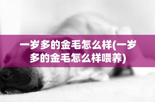 一歲多的金毛怎么樣(一歲多的金毛怎么樣喂養)