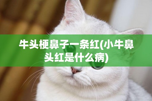 牛頭梗鼻子一條紅(小牛鼻頭紅是什么病)