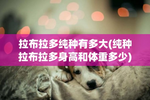拉布拉多純種有多大(純種拉布拉多身高和體重多少)