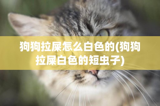 狗狗拉屎怎么白色的(狗狗拉屎白色的短蟲子)