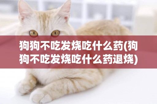狗狗不吃發燒吃什么藥(狗狗不吃發燒吃什么藥退燒)