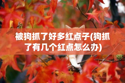 被狗抓了好多紅點子(狗抓了有幾個紅點怎么辦)