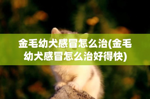 金毛幼犬感冒怎么治(金毛幼犬感冒怎么治好得快)