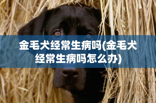 金毛犬經常生病嗎(金毛犬經常生病嗎怎么辦)