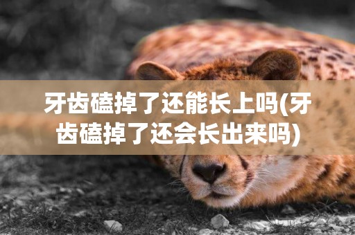 牙齒磕掉了還能長上嗎(牙齒磕掉了還會長出來嗎)