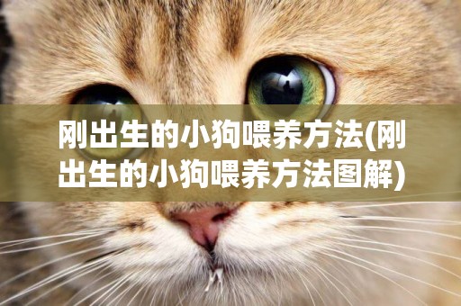 剛出生的小狗喂養方法(剛出生的小狗喂養方法圖解)