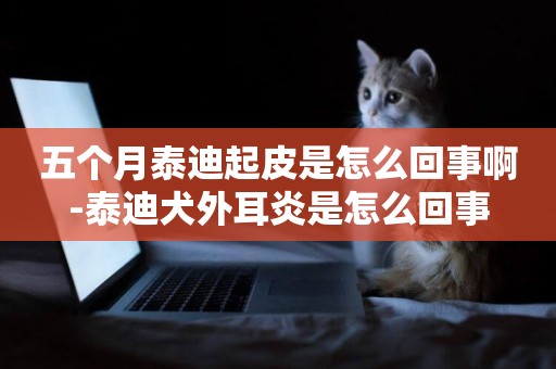 五個月泰迪起皮是怎么回事啊-泰迪犬外耳炎是怎么回事