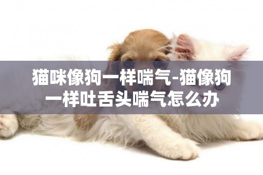 貓咪像狗一樣喘氣-貓像狗一樣吐舌頭喘氣怎么辦