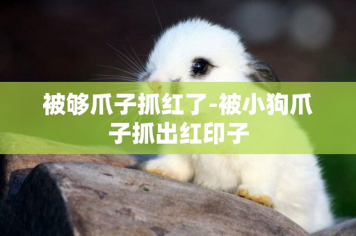 被夠爪子抓紅了-被小狗爪子抓出紅印子