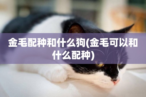 金毛配種和什么狗(金毛可以和什么配種)