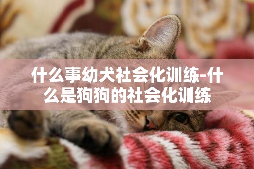 什么事幼犬社會化訓練-什么是狗狗的社會化訓練