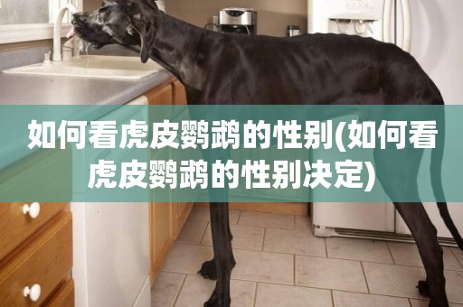 如何看虎皮鸚鵡的性別(如何看虎皮鸚鵡的性別決定)