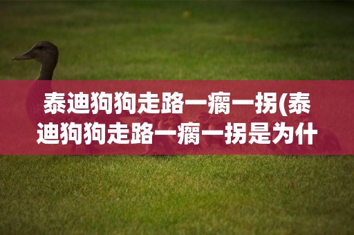 泰迪狗狗走路一瘸一拐(泰迪狗狗走路一瘸一拐是為什么)