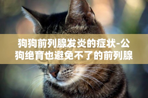 狗狗前列腺發炎的癥狀-公狗絕育也避免不了的前列腺癌