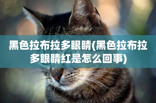 黑色拉布拉多眼睛(黑色拉布拉多眼睛紅是怎么回事)