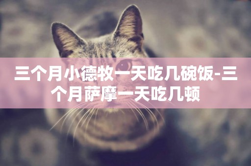 三個月小德牧一天吃幾碗飯-三個月薩摩一天吃幾頓