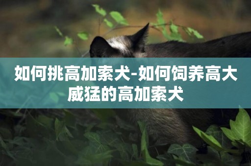 如何挑高加索犬-如何飼養高大威猛的高加索犬