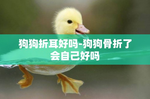 狗狗折耳好嗎-狗狗骨折了會自己好嗎