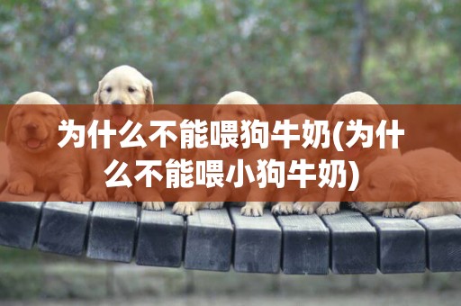 為什么不能喂狗牛奶(為什么不能喂小狗牛奶)
