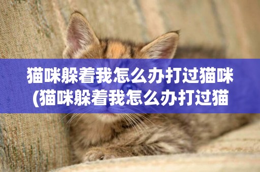 貓咪躲著我怎么辦打過貓咪(貓咪躲著我怎么辦打過貓咪一直叫)