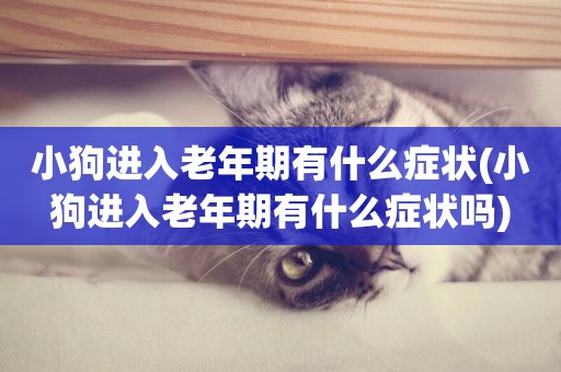 小狗進入老年期有什么癥狀(小狗進入老年期有什么癥狀嗎)