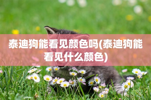 泰迪狗能看見顏色嗎(泰迪狗能看見什么顏色)