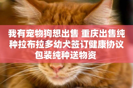 我有寵物狗想出售 重慶出售純種拉布拉多幼犬簽訂健康協議包裝純種送物資 