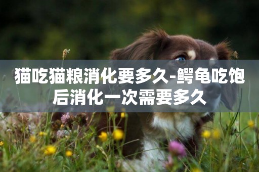 貓吃貓糧消化要多久-鱷龜吃飽后消化一次需要多久