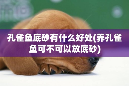 孔雀魚底砂有什么好處(養孔雀魚可不可以放底砂)