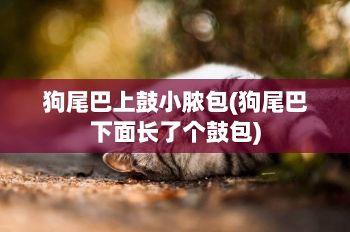 狗尾巴上鼓小膿包(狗尾巴下面長了個鼓包)
