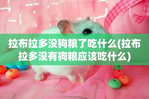 拉布拉多沒狗糧了吃什么(拉布拉多沒有狗糧應該吃什么)