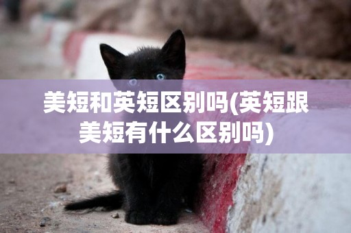 美短和英短區別嗎(英短跟美短有什么區別嗎)