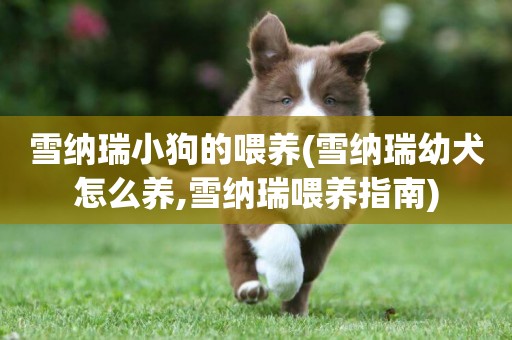 雪納瑞小狗的喂養(雪納瑞幼犬怎么養,雪納瑞喂養指南)