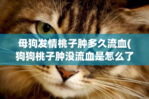 母狗發情桃子腫多久流血(狗狗桃子腫沒流血是怎么了)