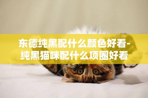 東德純黑配什么顏色好看-純黑貓咪配什么項圈好看