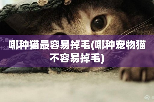 哪種貓最容易掉毛(哪種寵物貓不容易掉毛)